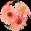 amychen81